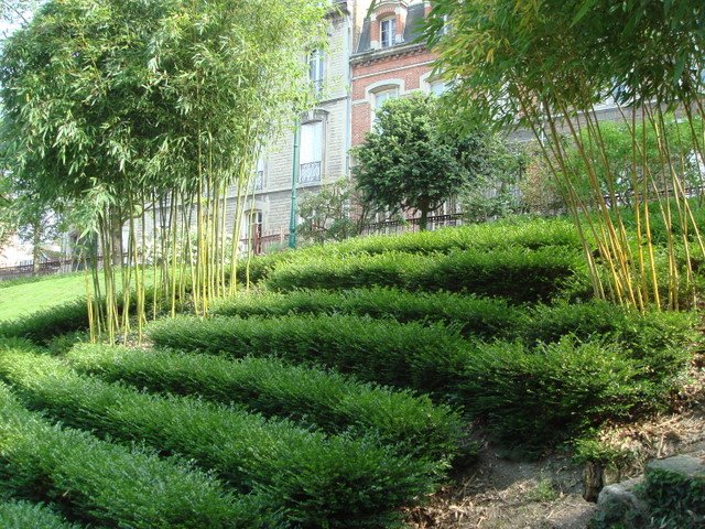 Lonicera pileata et bambous P24